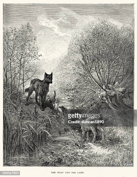 la fontaine's fables - wolf and the lamb - wolf sheep stock illustrations