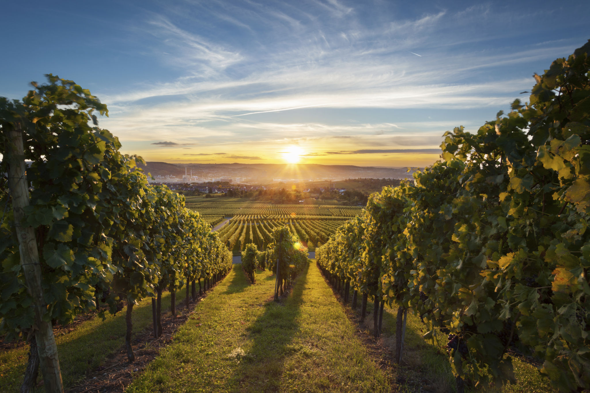 vineyard winemaking