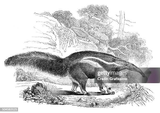 giant anteater drawing from 1844 - giant anteater stock illustrations