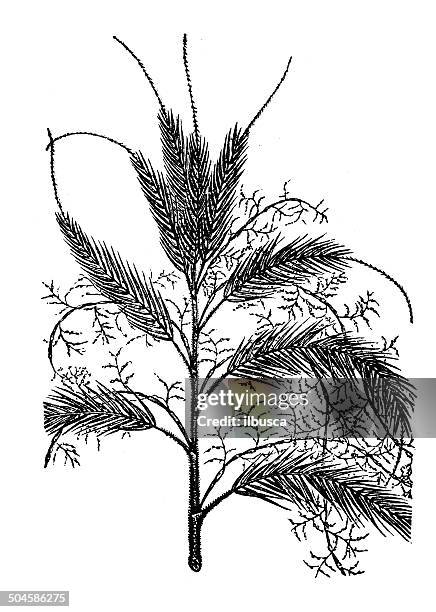 antique illustration of calamus adspersus - sweet flag or calamus (acorus calamus) stock illustrations
