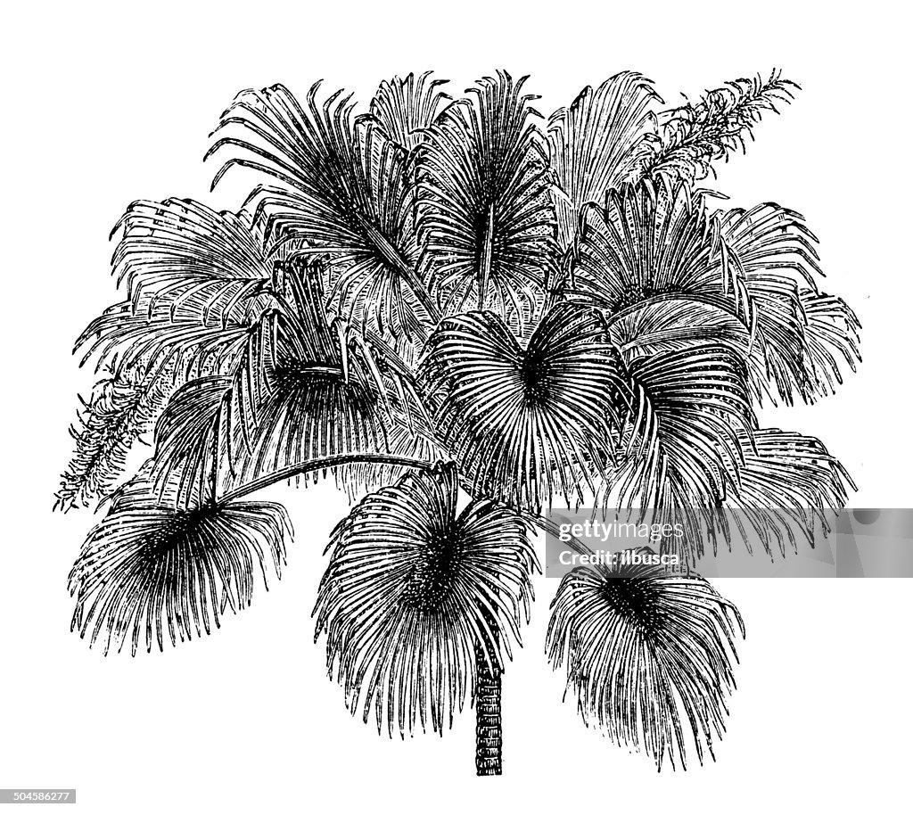 Antique illustration of Sabal mauritiiformis