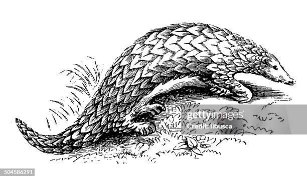 vintage illustration der chinesische pangolin (maniküre pentadactyla) - schuppentier stock-grafiken, -clipart, -cartoons und -symbole