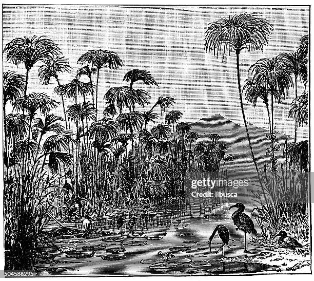 antique illustration of papyrus - papyrus reed stock illustrations