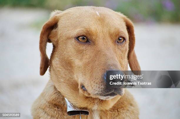 dog's portrait - kataraktis village stock pictures, royalty-free photos & images