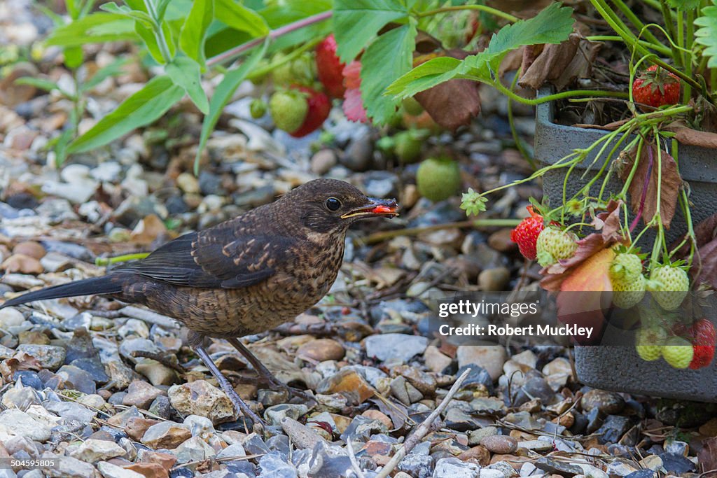 The strawberry thief