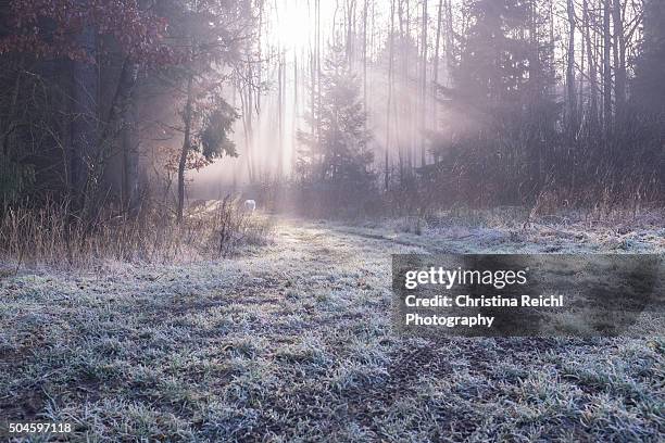 Cold Spring Forest Cold Climate Forest Photos and Premium High Res Pictures - Getty Images