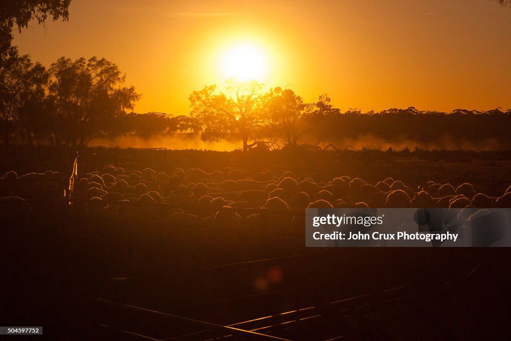 Sheep station sunrise