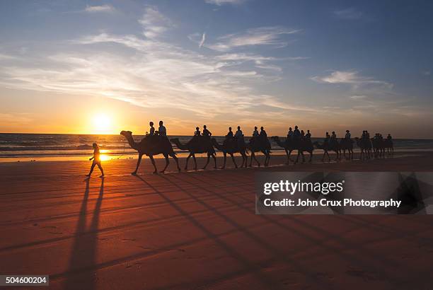 sunset camels - cable beach stock-fotos und bilder