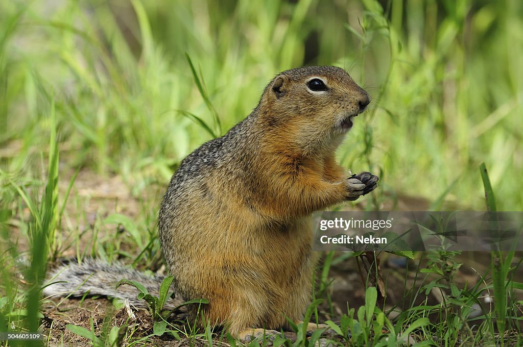 Ground squirrel