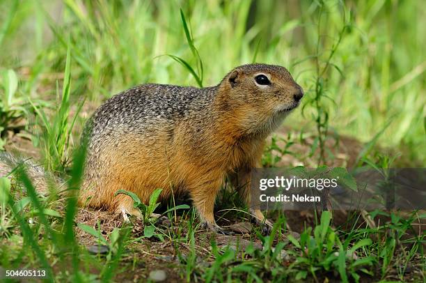 ground squirrel - ground squirrel stock pictures, royalty-free photos & images