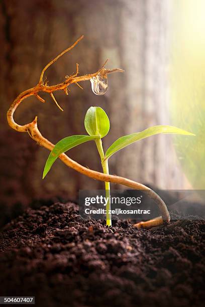 new life help - roots underground stock pictures, royalty-free photos & images
