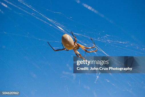 Orb Web Orb Web