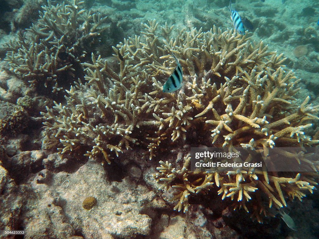 Coral Reef at Cerf Island, Ste Anne Marine National Park, Seychelles