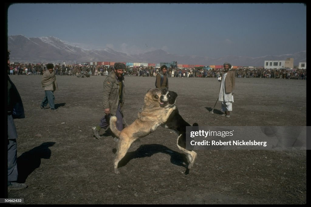 Dog fighting, weekly event in winter.  (