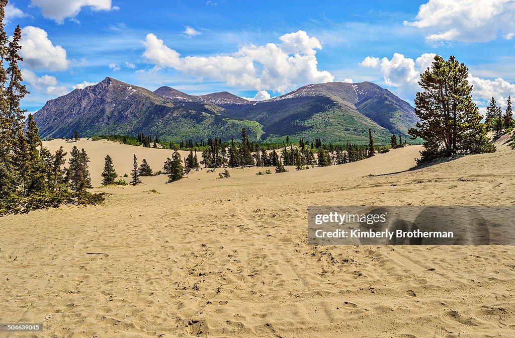 Carcross Desert