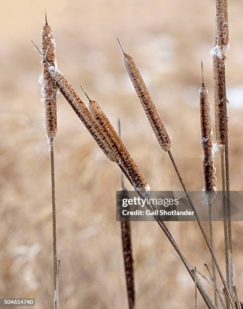 Bullrush Reed 17 Minesing Wetlands Stock Photos, High-Res Pictures, and Images ...