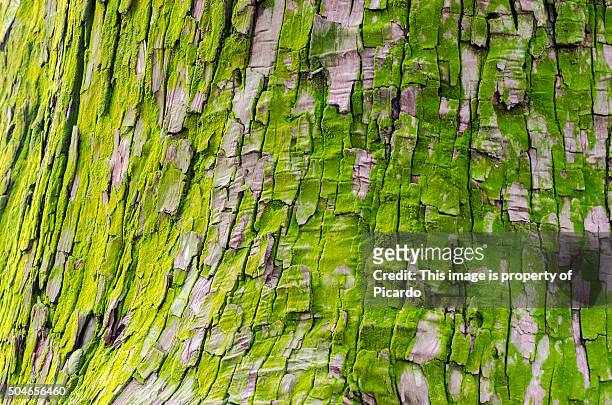 tree trunk details at japanese gardens - textura stockfoto's en -beelden