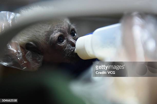 One month old small gibbon drinks milk from a nursing bottle at Nanjing Hongshan Forest Zoo on January 12, 2016 in Nanjing, Jiangsu Province of...