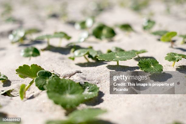 plants growing in a dune - canelones ストックフォトと画像