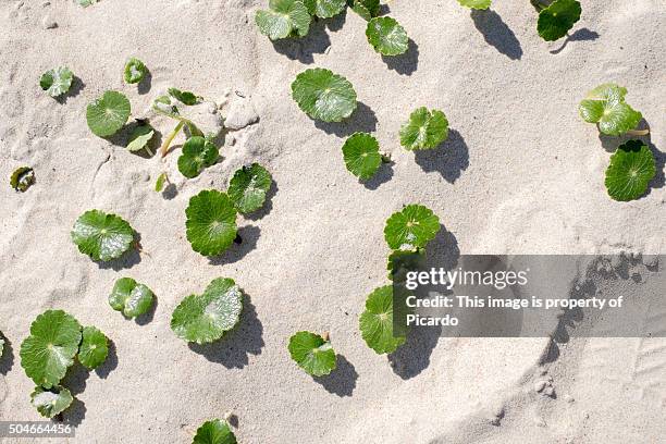 plants growing in a dune - canelones ストックフォトと画像