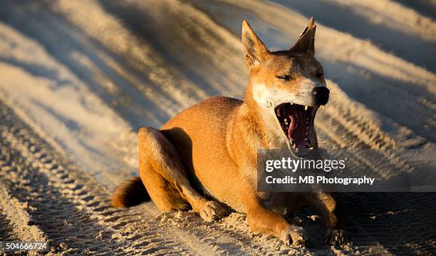 Dingo High-Res Stock Photo Getty Images