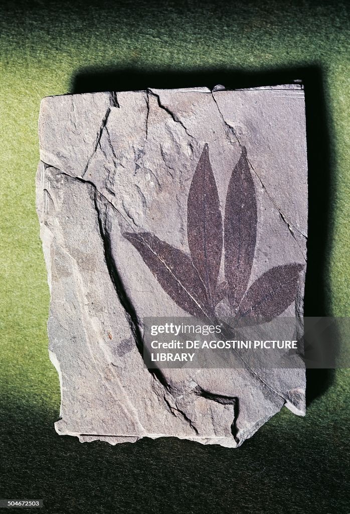 Fossil leaf Impression of Eugenia italica...