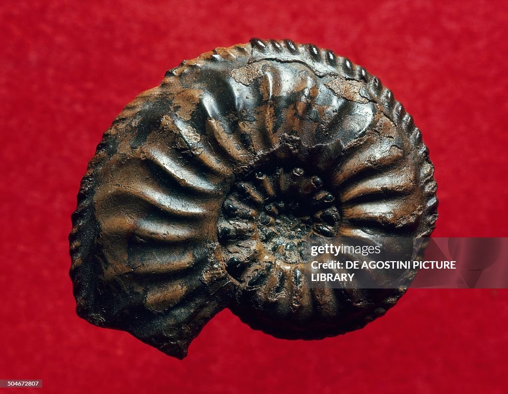 Amaltheus margaritatus ammonite fossil...