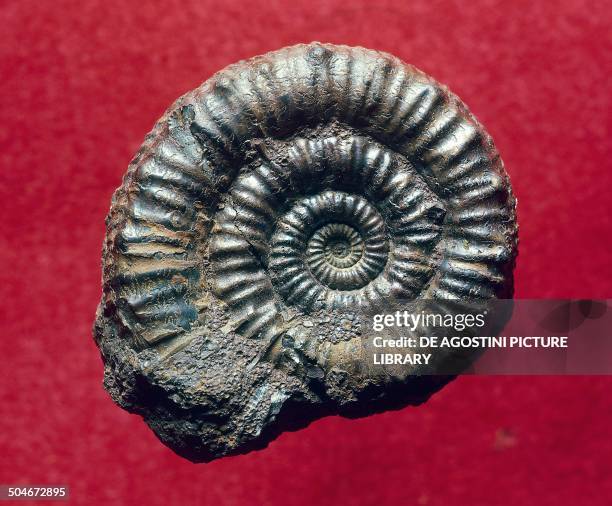 Amaltheus margaritatus ammonite fossil, Cephalopoda. Milan, Museo Civico Di Storia Naturale