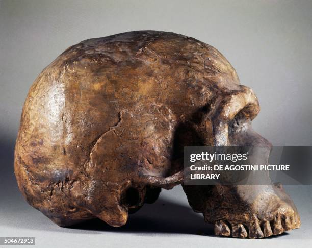 Neanderthal fossil skull , profile, found in Mount Circeo, Lazio, Italy. Rome, Museo Di Paleontologia