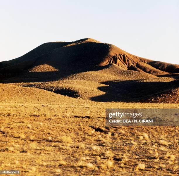 Desert vegetation, Registan Desert, Afghanistan.