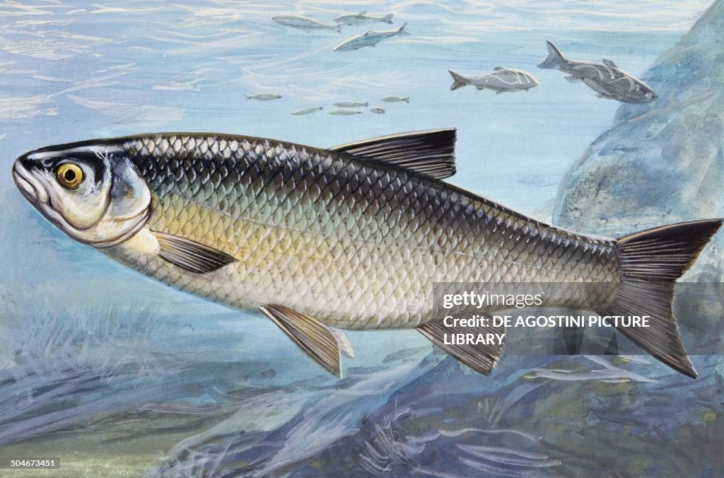 Chub, Chevin or Pollard, Cyprinidae