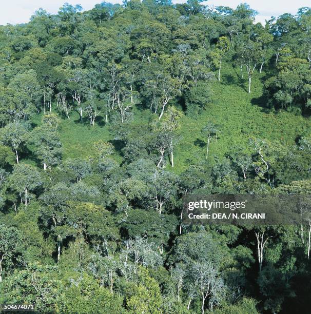 Forests In Rwandan Rwanda Forest Photos and Premium High Res Pictures - Getty Images