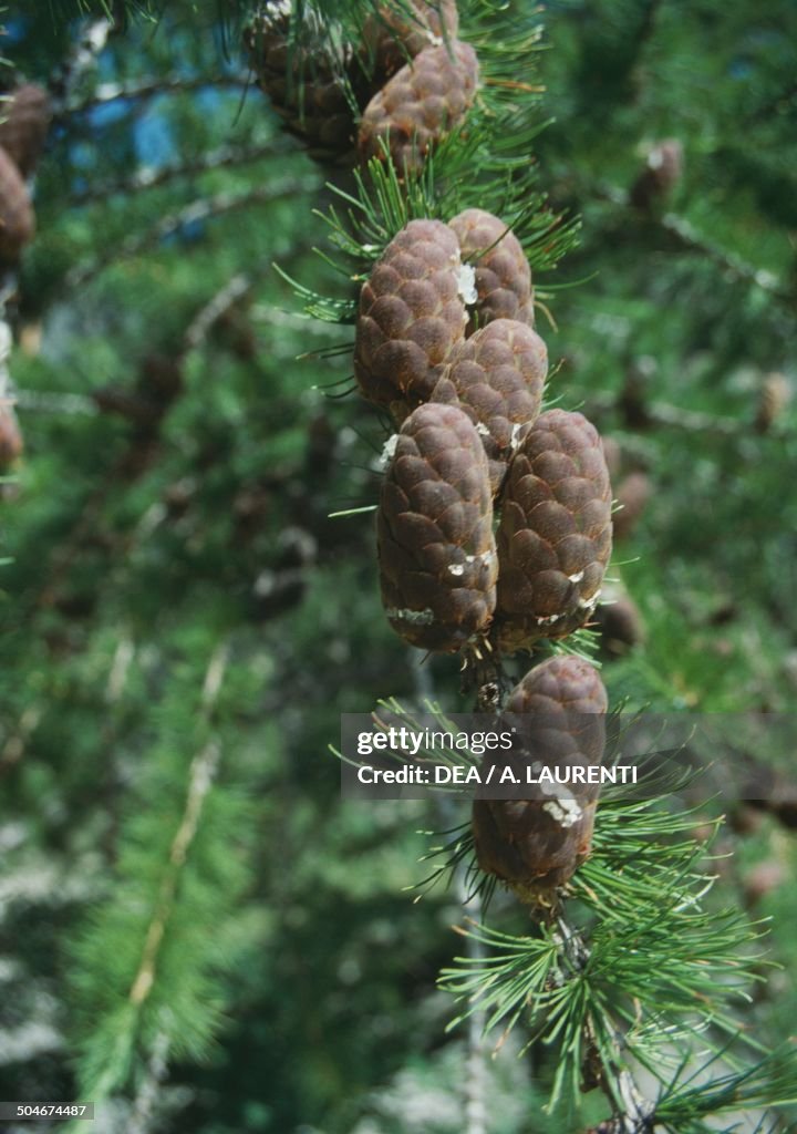 European Larch cones, Pinaceae