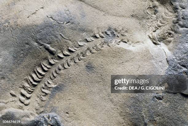 Trace fossils left by a trilobite, Trilobita, Arthropoda, Cambrian.