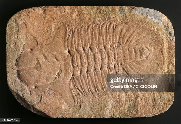 Fossil of Hemirhodon amplipyge trilobite, Trilobita, Arthropoda, Cambrian.