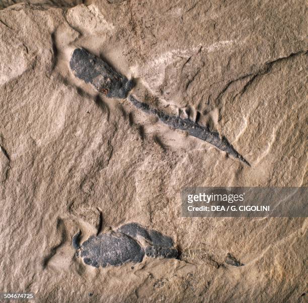 Calcichordate fossils, Calcichordata, Middle Cambrian.