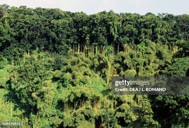 Tropical forest, Martinique, Overseas Region of France.