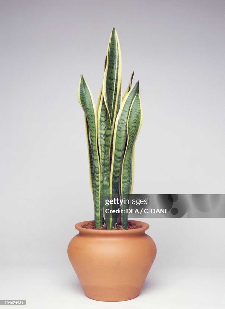 Snake sansevieria, Asparagaceae