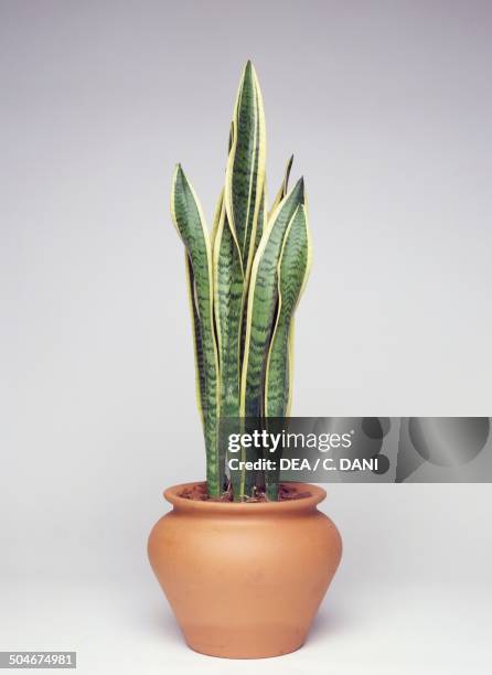 Snake sansevieria , Asparagaceae.