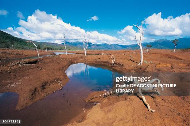 Remains of flooded trees near Yate Lake , New Caledonia, French Overseas Collectivity.