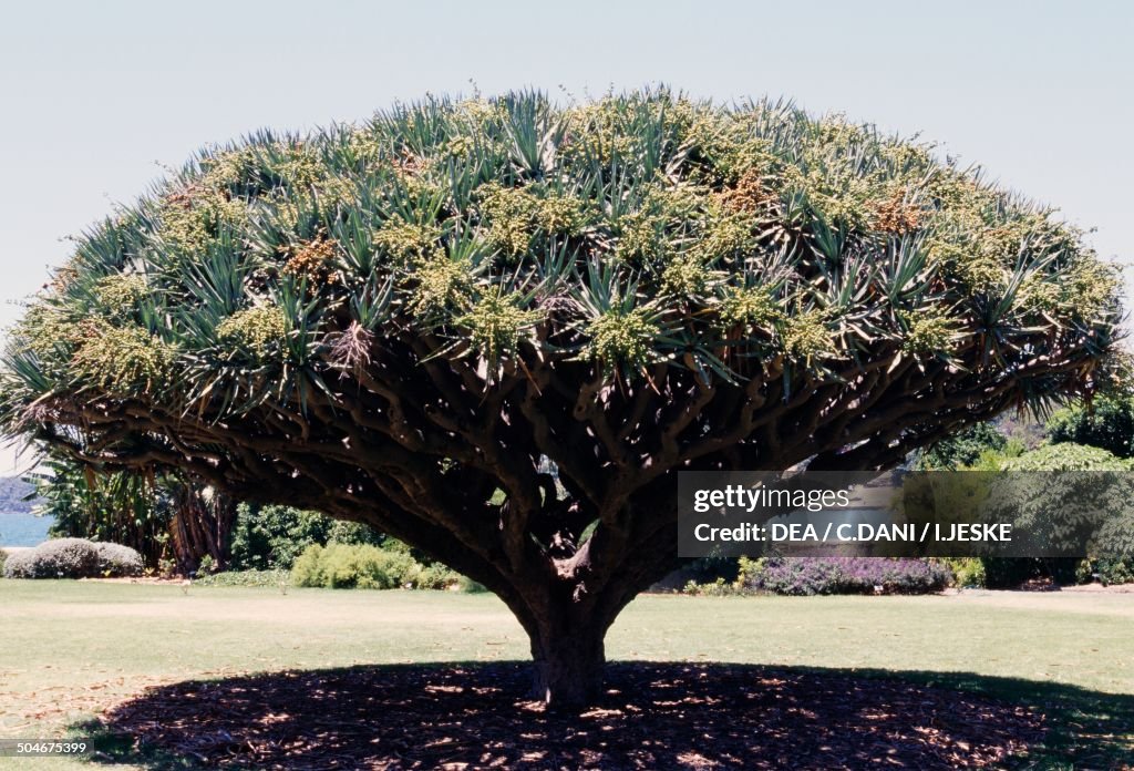 Canary Islands Dragon tree or Dragon Tree...