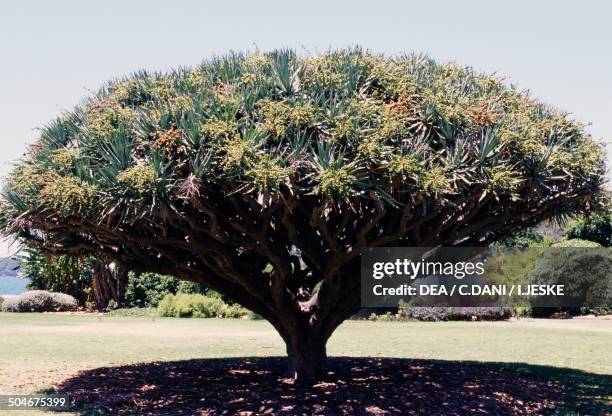 Canary Islands Dragon tree or Dragon Tree , Asparagaceae.