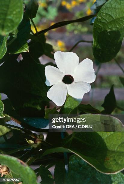 Flower of Black-eyed Susan vine , Acanthaceae.