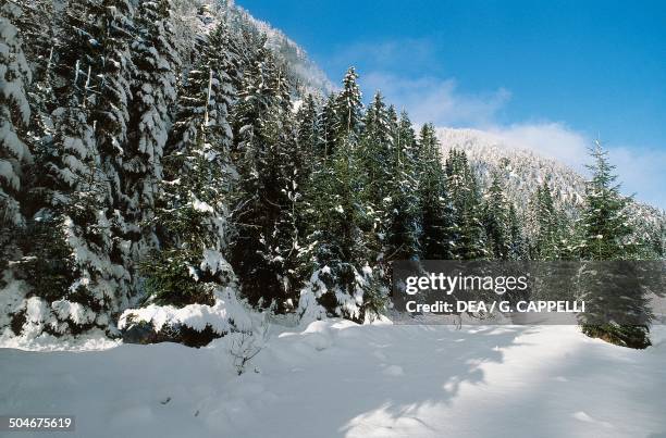 Trees covered with snow, Cima del Cacciatore, Foresta di Tarvisio, Friuli-Venezia Giulia, Italy.