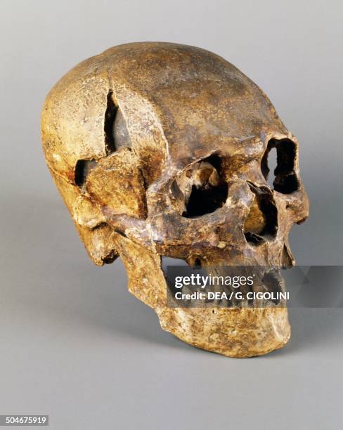 Homo sapiens skull.