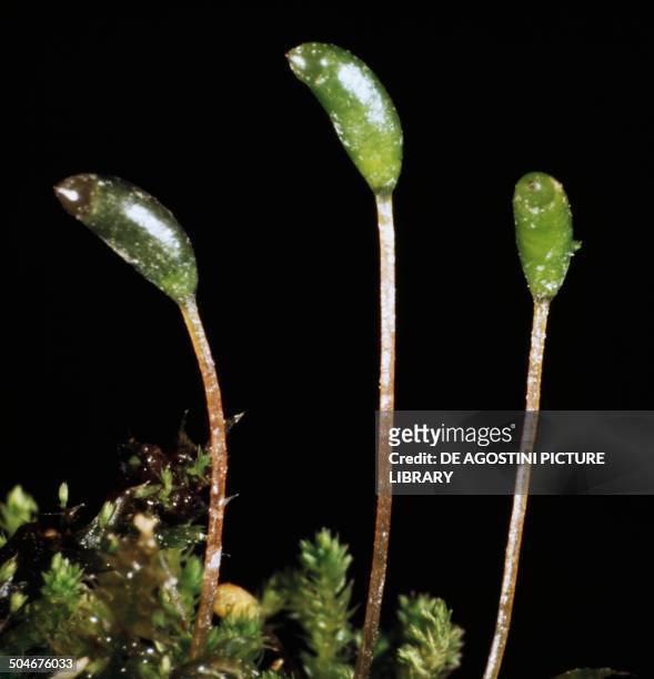 Detail of sporophytes and filaments of Polytrichum formosum, Polytrichaceae.