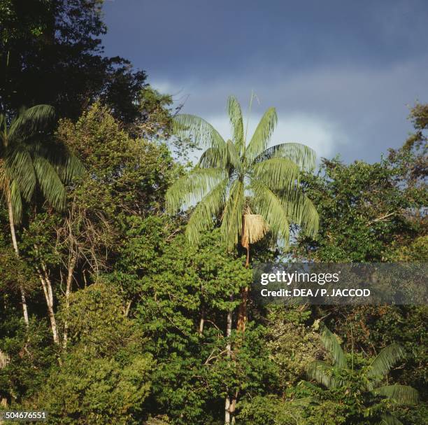 Amazon Rainforest Insects Photos and Premium High Res Pictures - Getty ...