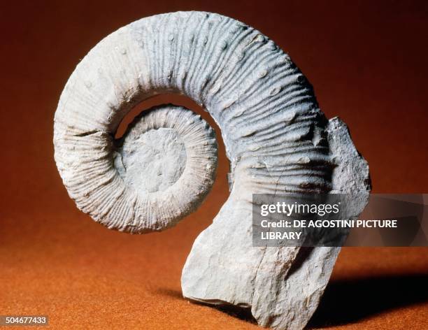 Fossil of Crioceratites emerici ammonite, Cephalopoda.