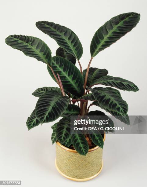 Calathea , Marantaceae.