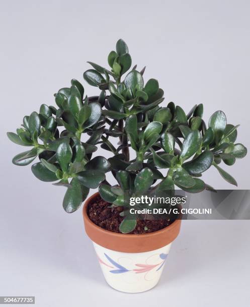 Jade plant , Crassulaceae.